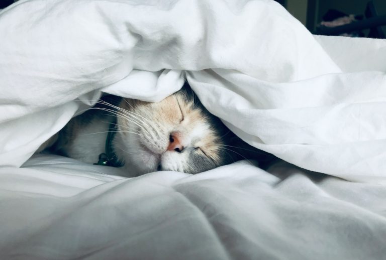 Do Animals Dream?