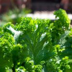 Is canned kale healthy?