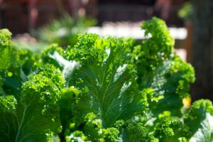 Is canned kale healthy?