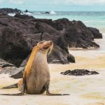 15 Best Eco-Tours for Wildlife and Nature Lovers