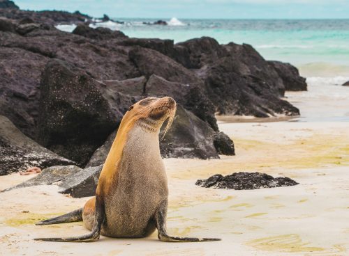 sea lion on white sand during daytime