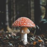 Why you should never eat unknown mushrooms in the wild