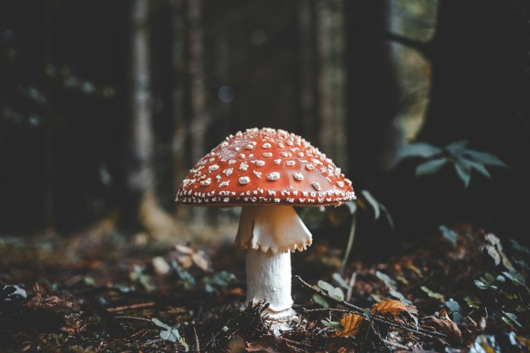 Why you should never eat unknown mushrooms in the wild