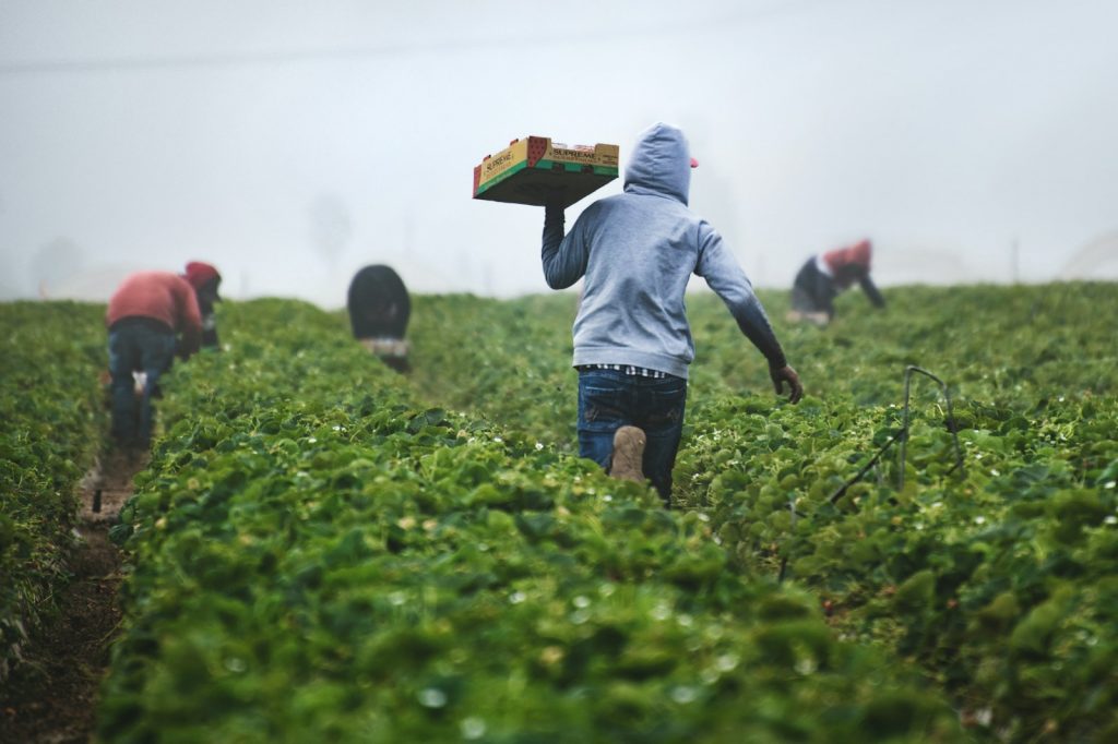 10 Best Places to Visit for Organic Farming Tours 1 10 Best Places to Visit for Organic Farming Tours