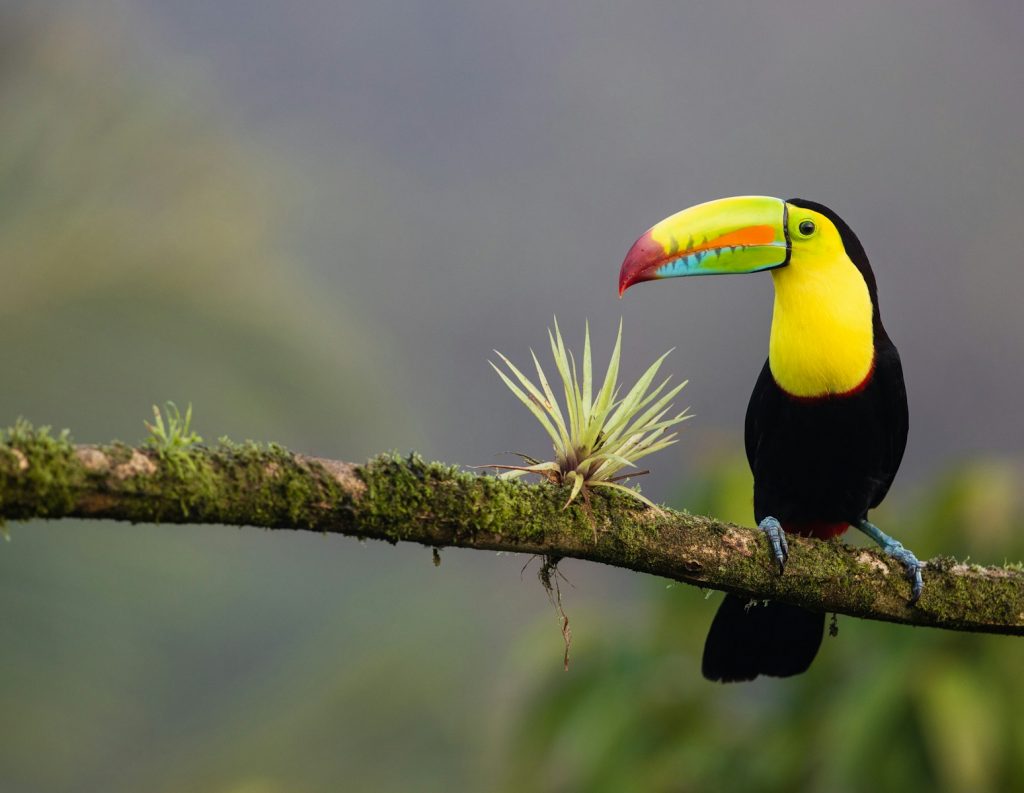 Top 20 Eco-Tourism Destinations for Sustainable Travel 1 Top 20 Eco-Tourism Destinations for Sustainable Travel