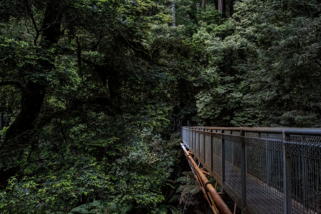 13 Best Treetop Walkways for Adventure Seekers