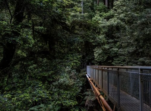gray metal bridge surrounded with tress