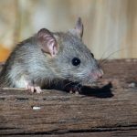 Why Do Cats Hate Mice So Much?