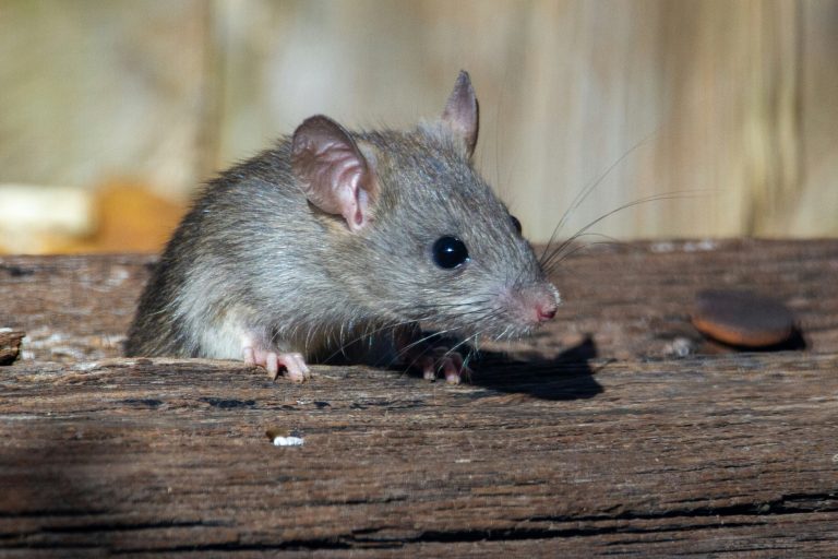 Why Do Cats Hate Mice So Much?