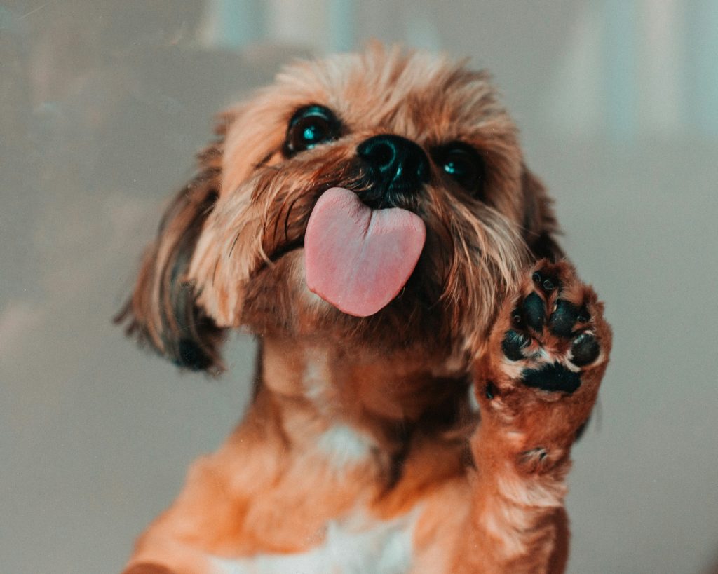 Why Are Dog Paws So Sensitive and Painful?