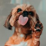 Why Are Dog Paws So Sensitive and Painful?