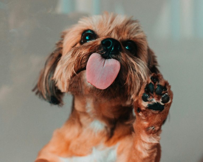 Why Are Dog Paws So Sensitive and Painful?