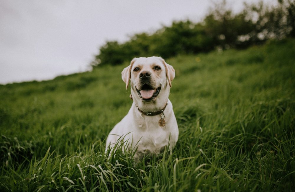 white dog on green grass field