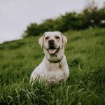 Why Does My Dog Spin in Circles Before Pooping?
