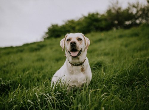 white dog on green grass field