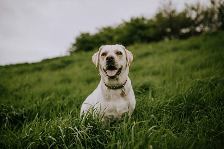 Why Does My Dog Spin in Circles Before Pooping?