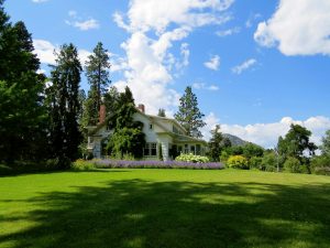 Why Are Americans Obsessed with Green Lawns?