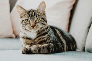 Why Do Cats Always Land on Their Feet?