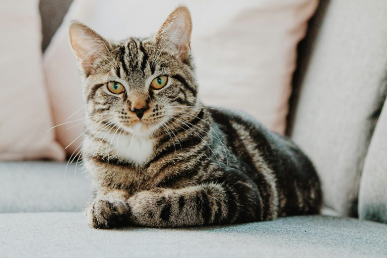 Why Do Cats Always Land on Their Feet?
