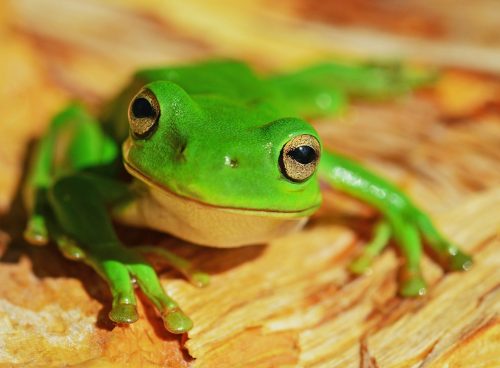 green frog on wood