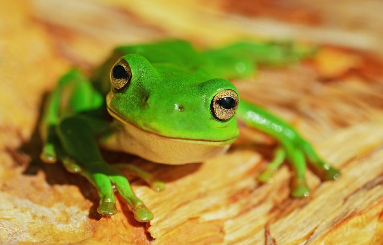 Why Are Some Frogs Green?