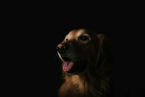 Why My Dog Never Sleeps at Night
