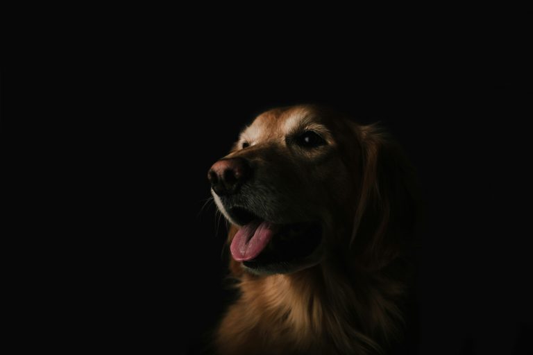 Why My Dog Never Sleeps at Night