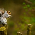 Why Are Squirrels Always So Anxious?