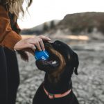 Do Dogs Understand That They’re Dogs and Not Humans?