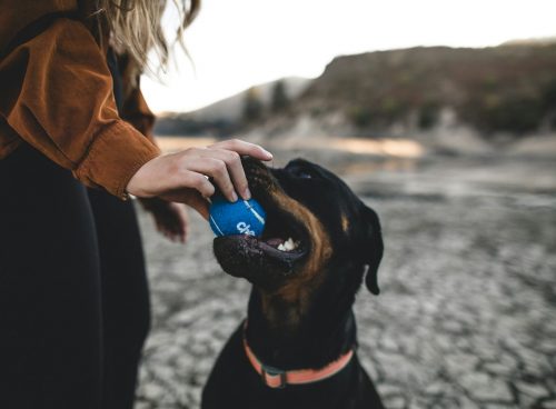 black and tan short coat medium dog
