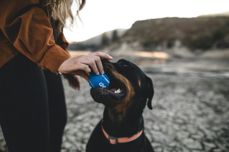 Can Dogs Sense Pregnancy?