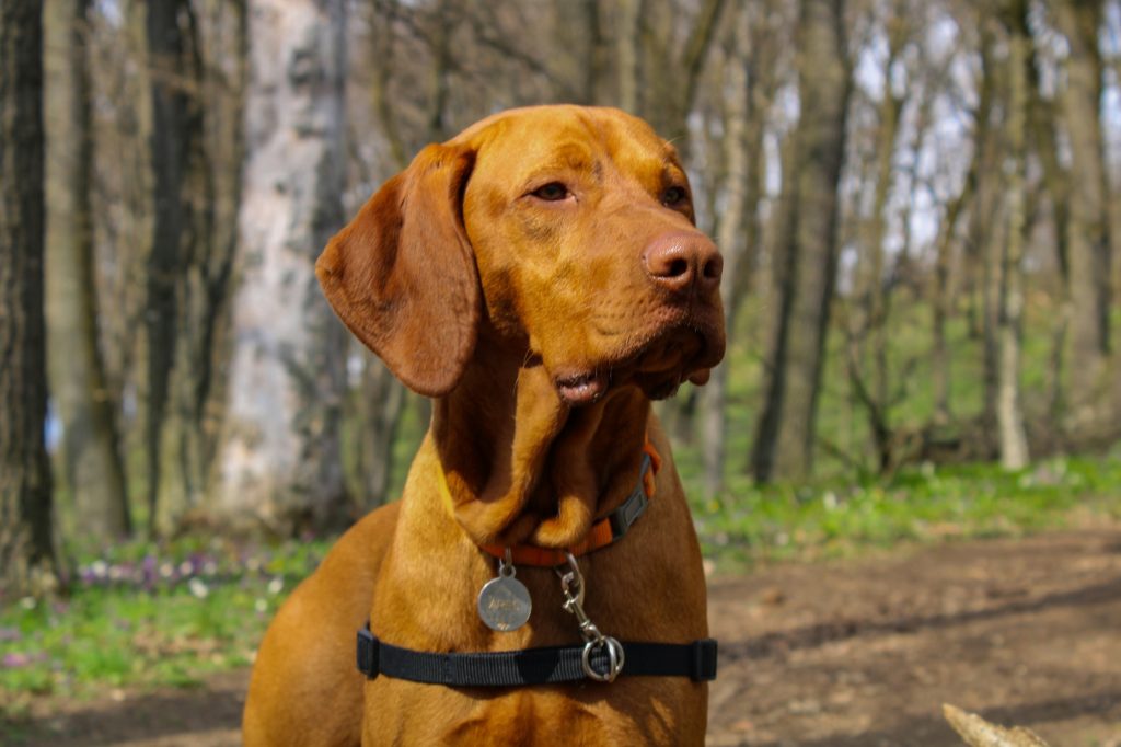 Can Dogs Sense an Evil Person? 1 Can Dogs Sense an Evil Person?