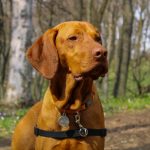 Can Dogs Sense an Evil Person?