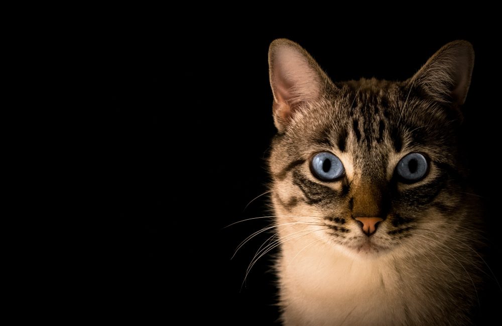 75823dac 6d9a 4f87 91f6 f99231a3d4cb 1