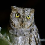 Why Are Some People Night Owls?
