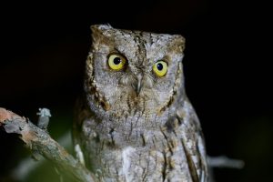 Why Are Some People Night Owls?
