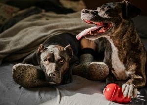 Can Dogs Detect Cancer In Humans?