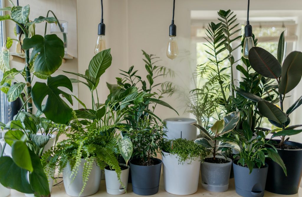 Is it safe to keep indoor plants in bedrooms?