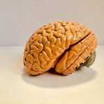 Why Does the Human Brain Take So Long to Reach Maturity?