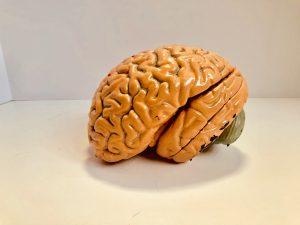 Why Does the Human Brain Take So Long to Reach Maturity?