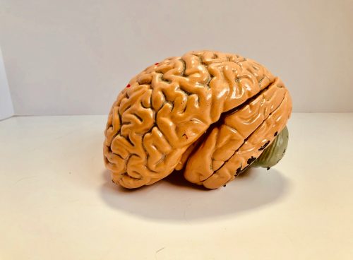 human brain figurine
