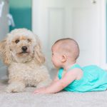 How to Help Your Dog Adjust to Your Newborn Baby’s Arrival