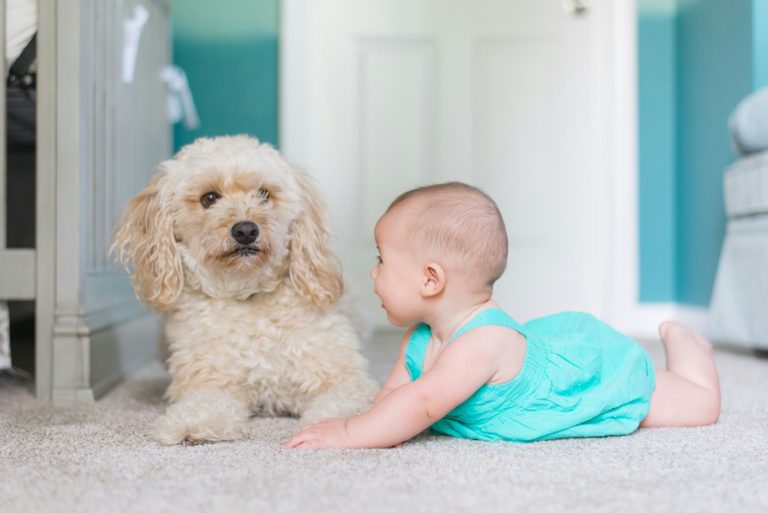 Why My Dog Hates My Newborn
