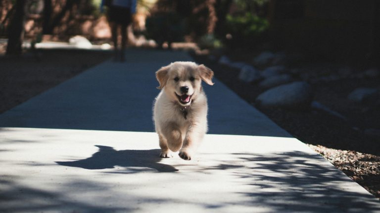 Is It Safe for Dogs to Go for a Jog When It’s Hot Out?