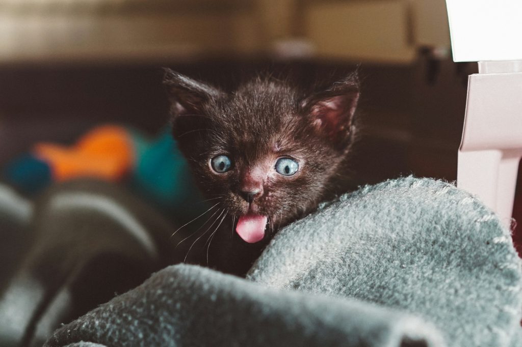 Does a cat recognize its name?