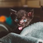 Does a cat recognize its name?