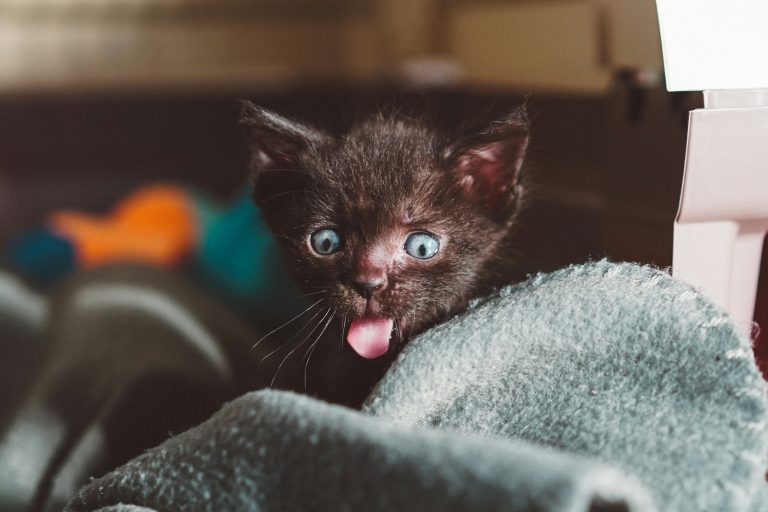 Does a cat recognize its name?