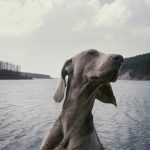 Why Do Dogs Howl?