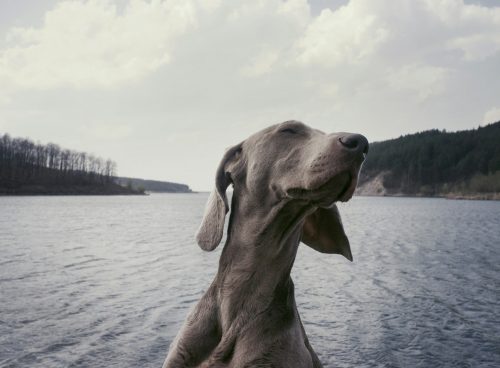 grayscale photography of short-coated dog