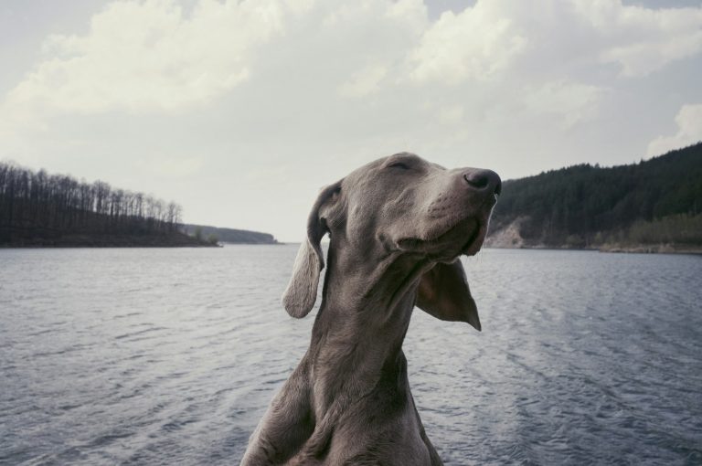 Why Do Dogs Howl?